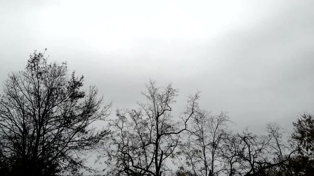Timelapse of the top of trees on a gloomy day.