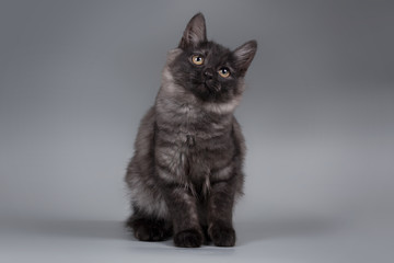 Funny gray kitten .