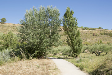 Road to Santiago from Los Arcos to Logroño