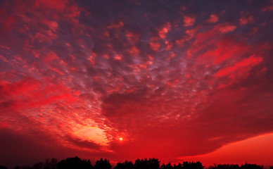 Fiery orange colorful  sky.  winter forest at sunset.