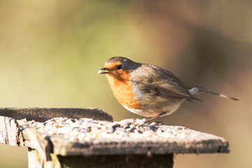 European Robin, Erithacus rubecula, Robin