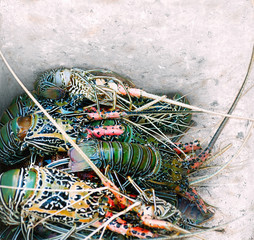 Close view of  fresh lobsters in a box