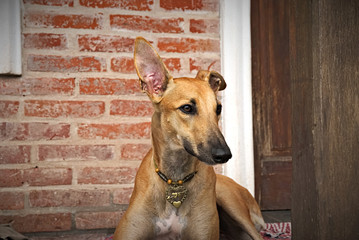 Friendly brown greyhound portrait outdoor