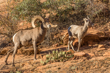 Desert Bighorn Sheep in the Fall Rut