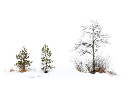 Small trees in foggy winter landscape