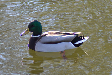 Stockenten Erpel ( Anas platyrhynchos )