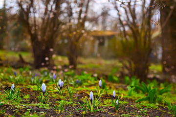 first spring crocus flowers in the garden.
