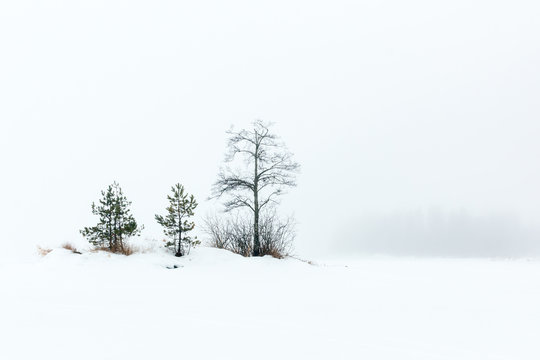 Small trees in foggy winter landscape