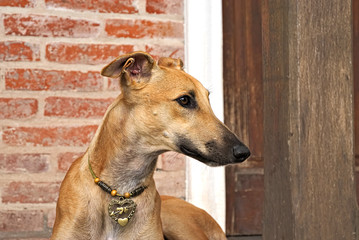 Friendly brown greyhound portrait outdoor
