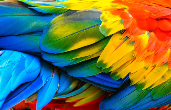 Close up of Scarlet macaw bird's feathers.