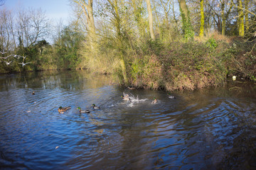 Birds and Ducks flying over a lake