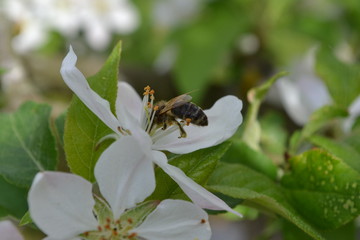 Apfelblüte mit Biene © anja69111