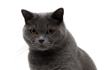 Portrait of a gray cat on a white background.