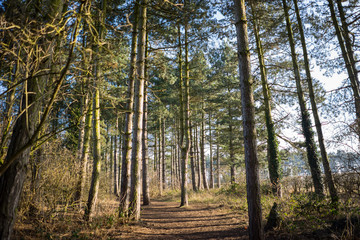 Obraz premium Countryside in the winter