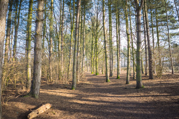 Countryside in the winter
