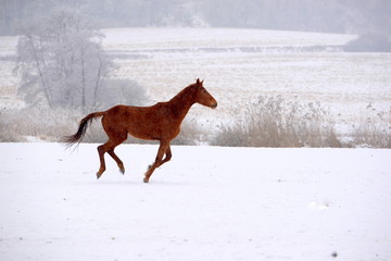 Freiheit, fuchsfarbenes Pferd galoppiert durch verschneite Landschaft