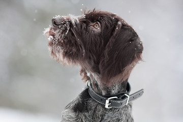 hunting dog in winter