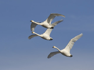 Whooper swans (Cygnus cygnus)