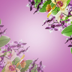 Beautiful floral background with a yellow and purple orchid 