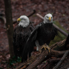 Eagles