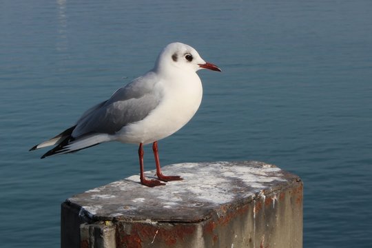 A Black-headed gull in January at the Lake Constance in Germany