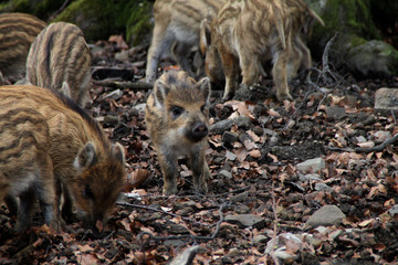 Frischlinge in einem Wald