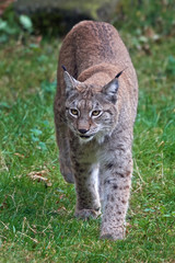 Obraz premium Eurasian lynx (Lynx lynx)