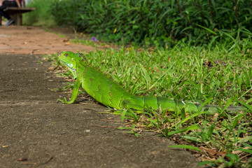 Martinique  - Leguan in Fort de France