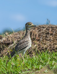 Indian Thick-knee (Burhinus indicus), beautiful bird in grassland.
