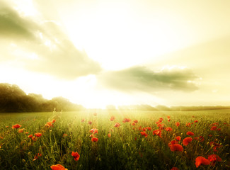 Field of poppies flowers