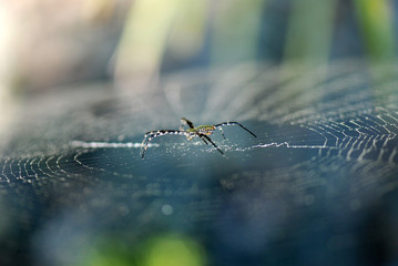 ARAÑA TIGRE EN SU TELA DE ARAÑA