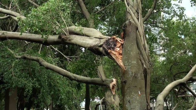 fallen trees and wreckage from Daan park destroyed by Typhoon Soulik, in Taipei, Taiwan 2013. Perfect for videos about natural disasters, typhoons, monsoons, hurricanes.-Dan