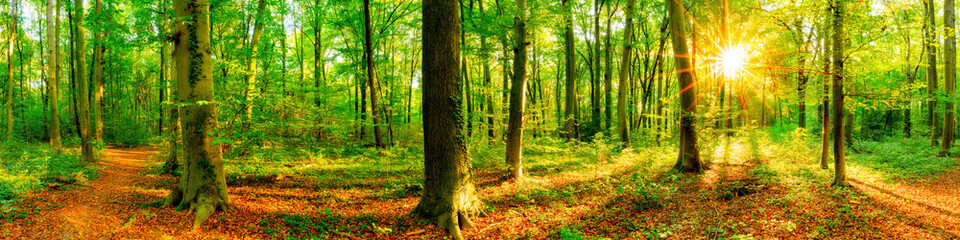 Wald Panorama mit Waldweg bei Sonnenschein im Frühling