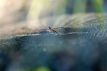 ARAÑA TIGRE EN SU TELA DE ARAÑA