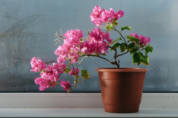 Pink bougainvillea growing in a pot on the windowsill. Misted glass.