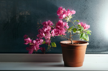 Pink bougainvillea growing in a pot on the windowsill. Misted glass.