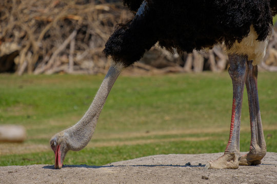 Ostrich pecking food.