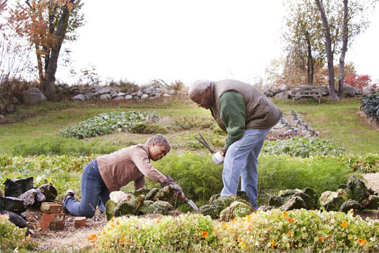 Senior couple working in vegetable garden