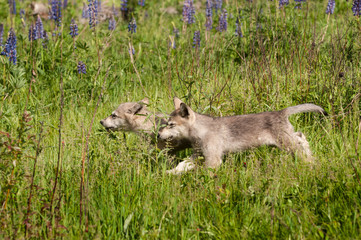 Grey Wolf (Canis lupus) Pups Run Left Through Grass