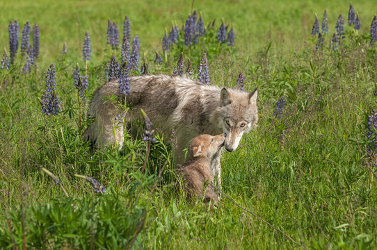Grey Wolf (Canis lupus) Nuzzled by Pup