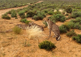 Group of leopards in savannah
