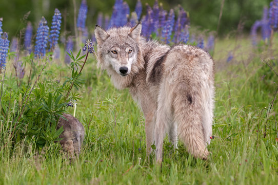 Grey Wolf (Canis lupus) Looks Over Shoulder