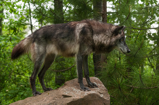 Fototapeta Black Grey Wolf (Canis lupus) on Rock