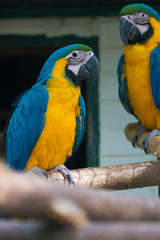 Fototapeta na wymiar Breeding of exotic blue and yellow macaws in aviaries