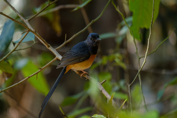 Bird on branch.