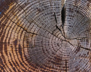 Cross section of old tree trunk
