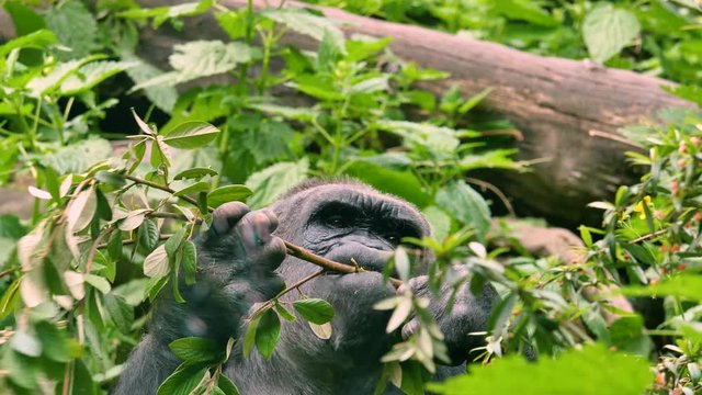 Big gorila eating leaves from branch. Nature video. 4K, 3840*2160, high bit rate, UHD