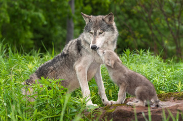 Grey Wolf (Canis lupus) Unwanted Pup Attention - obrazy, fototapety, plakaty