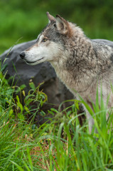 Naklejka na ściany i meble Grey Wolf (Canis lupus) Profile Next to Rock