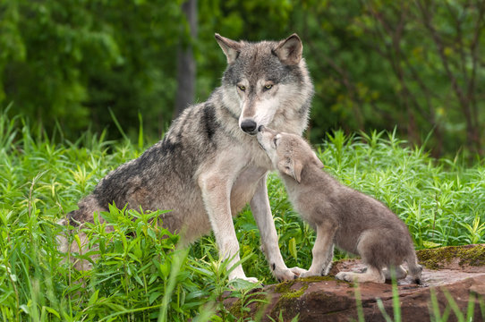 Fototapeta Grey Wolf (Canis lupus) Unwanted Pup Attention